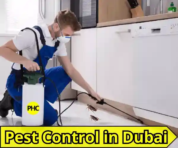 Pest Control Company in Dubai